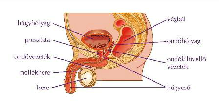 a prosztatagyulladás első jelei a férfiaknál A prosztatitis a belekben kapcsolódik
